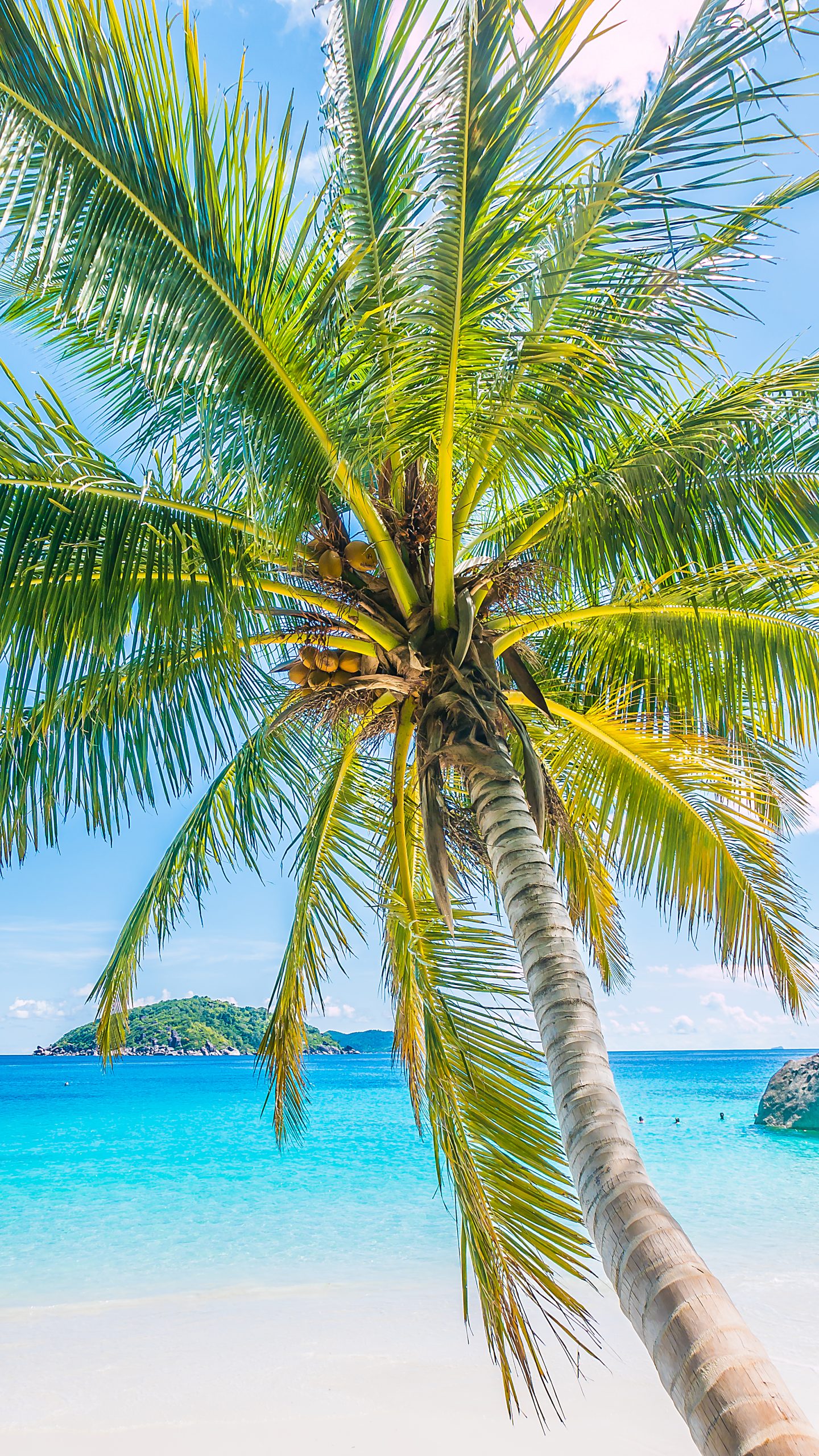 A view from below of a sprawling coconut palm against a blue sky. In the background, you can see the crystal-clear, turquoise ocean water, a sandy beach, and a green island on the horizon.